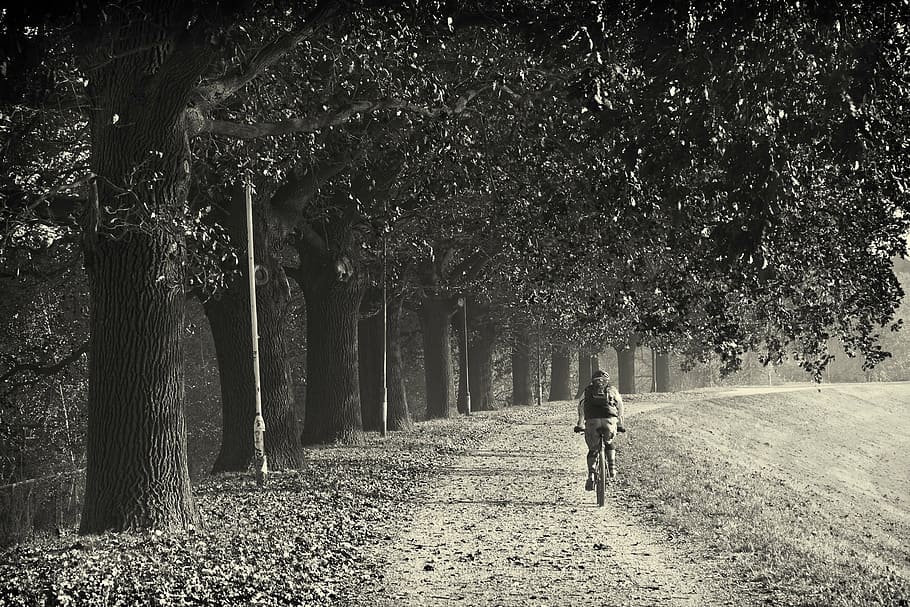 person, riding, bicycle, road, surrounded, trees, daytime, woman, bike, near