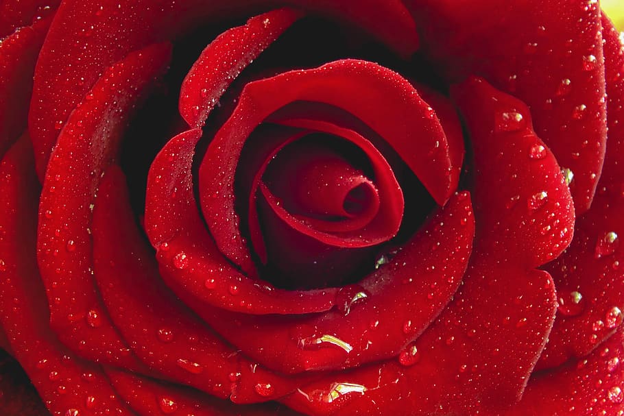 Red Rose Beautiful Scarlet Rose Plants Water Drops Rain