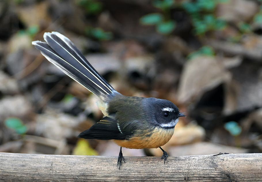 ニュージーランドのファンテイル, Rhipidura, 小さな黒い鳥, 動物野生動物, 動物のテーマ, 1匹の動物, 動物, 野生動物, 鳥, 木材-素材