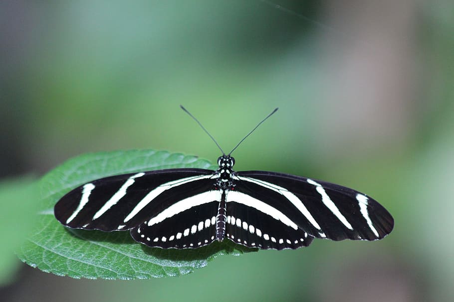 heliconiinae kharitonov, butterfly, heliconius charithonia, zebra heliconian, insects, nature, closeup, greens, green background, macro