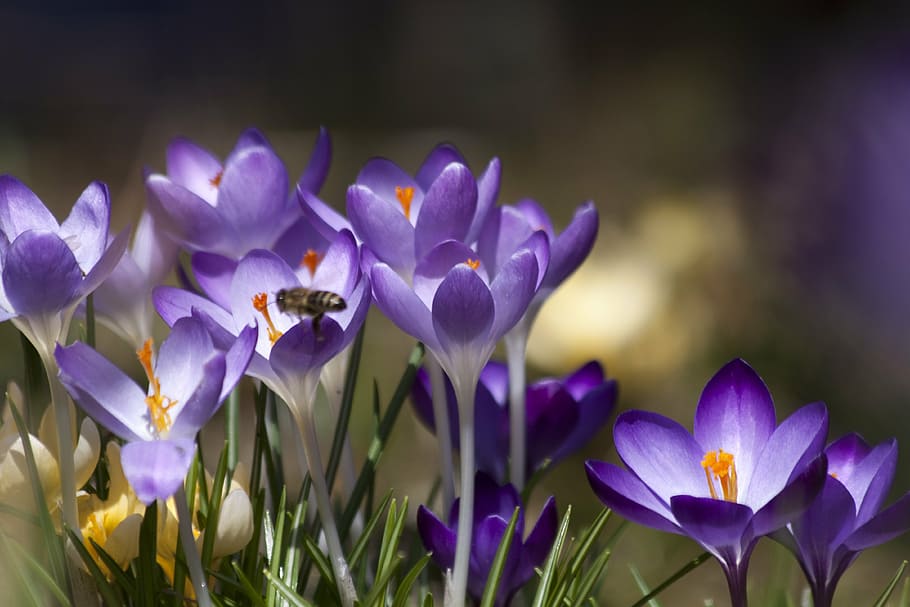 terfokus, foto, ungu, bunga-bunga yang dikupas, crocus, schwertliliengewaechs, crocus musim semi, bunga-bunga, mekar, bunga