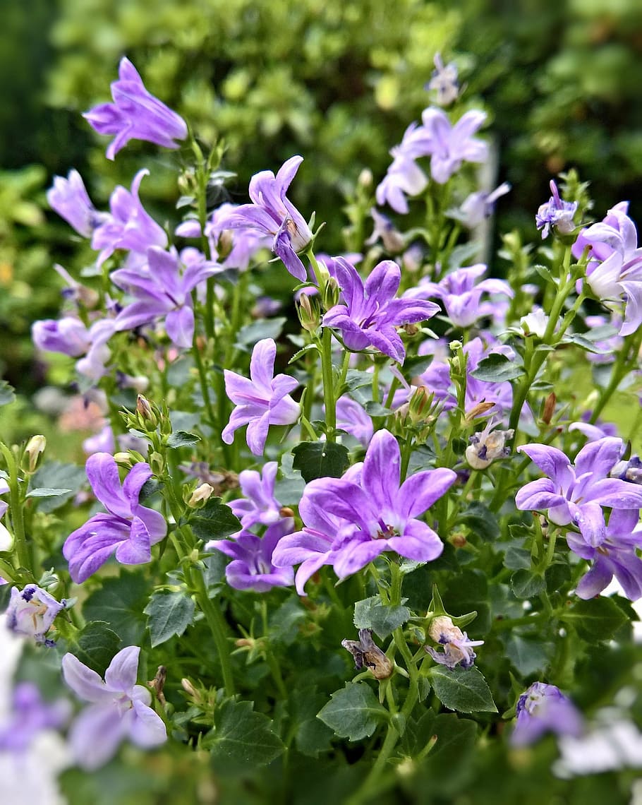 bellflower, flor, campanula, floración, violeta, azul, menuda, planta floreciendo, frescura, planta