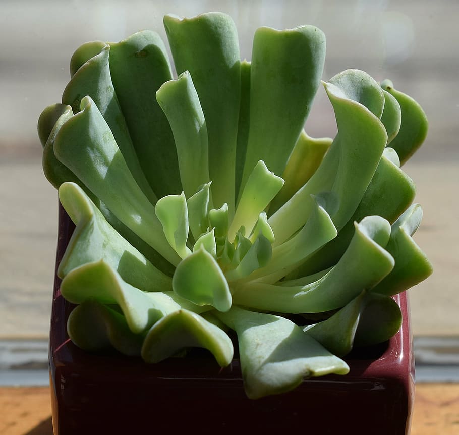 succulent in dark red pot, echeveria topsy turvy, container plant, plant, nature, flora, houseplant, green, garden, small