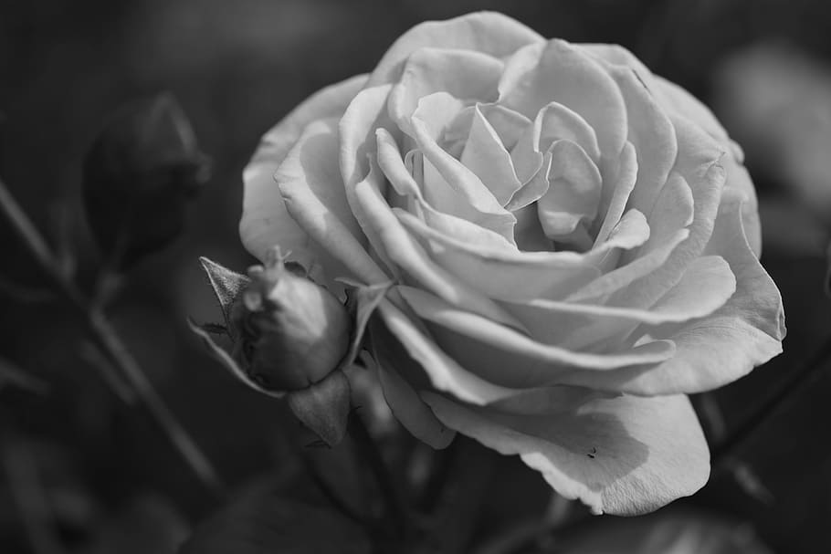 grayscale photo, rose, flower, bloom, fragrance, blossom, plant, nature, macro, close
