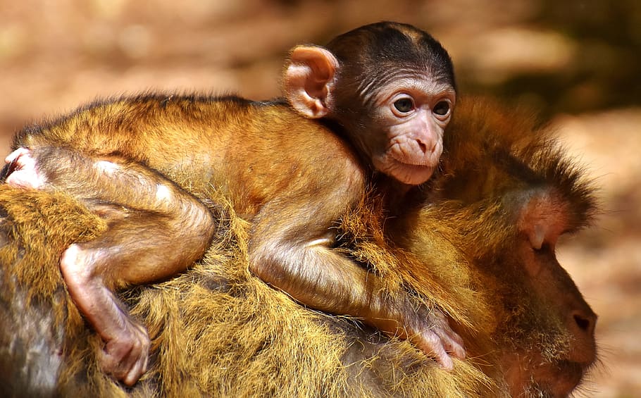 mono, mono bebé, mono barbary, especies en peligro de extinción, mono montaña salem, animal, animal salvaje, zoológico, mamífero, primate