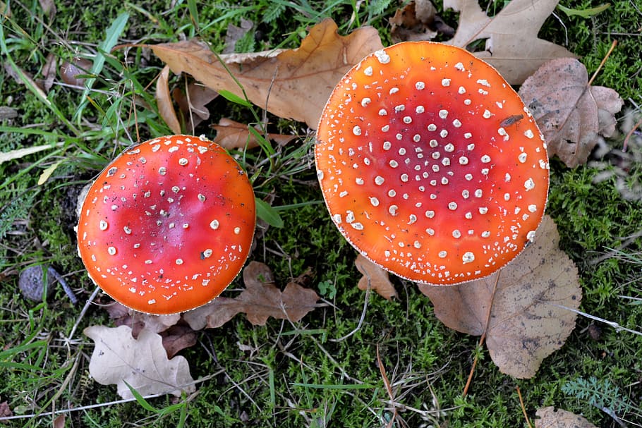 mushroom, agaric, fly agaric, autumn, season, red with white dots, nature, red fly agaric, food, fungus