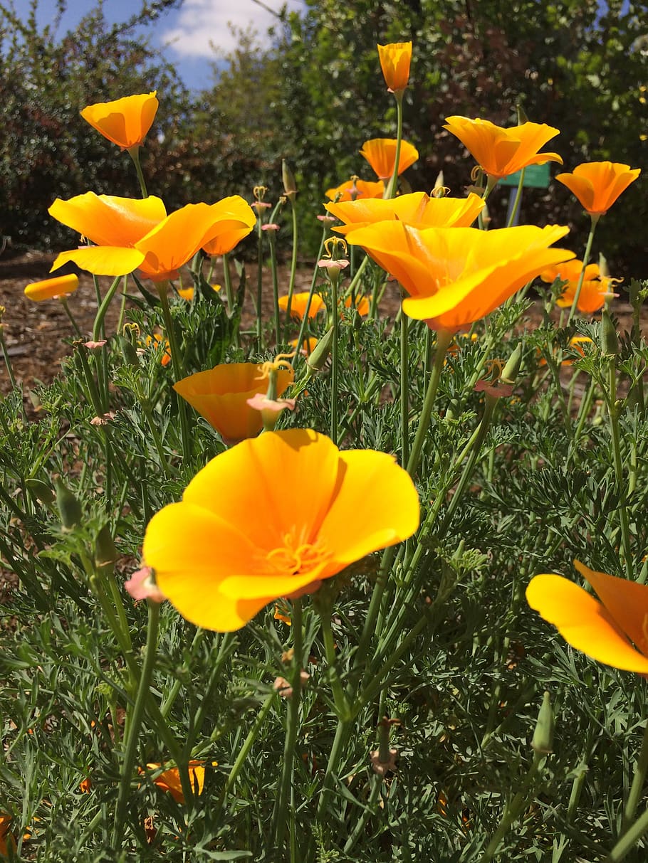 poppies, california poppies, orange flowers, flora, wild, meadow, california, bright, colorful, yellow