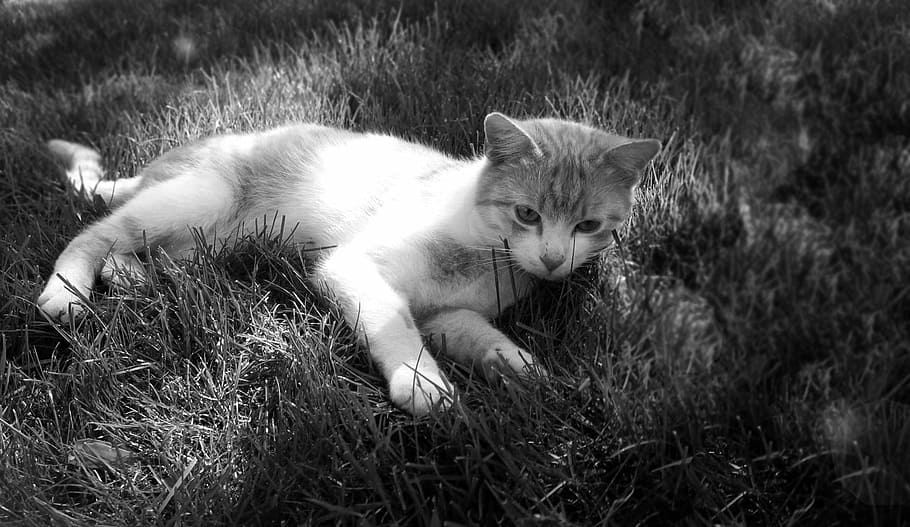 Cat, Tomcat, Breather, Peace, Grass, one animal, domestic cat, animal themes, pets, feline