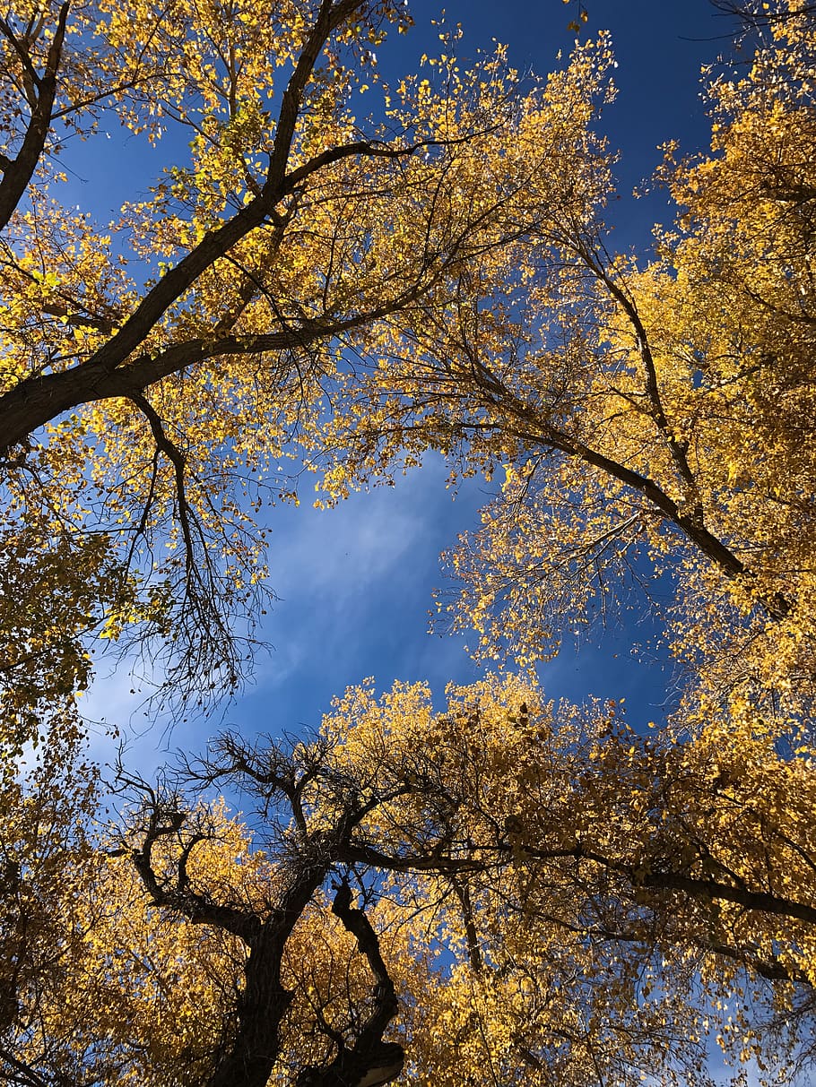 colorado, autumn, trees, autumnal, changing leaves, yellow leaves, blue sky, from below, clouds, tree