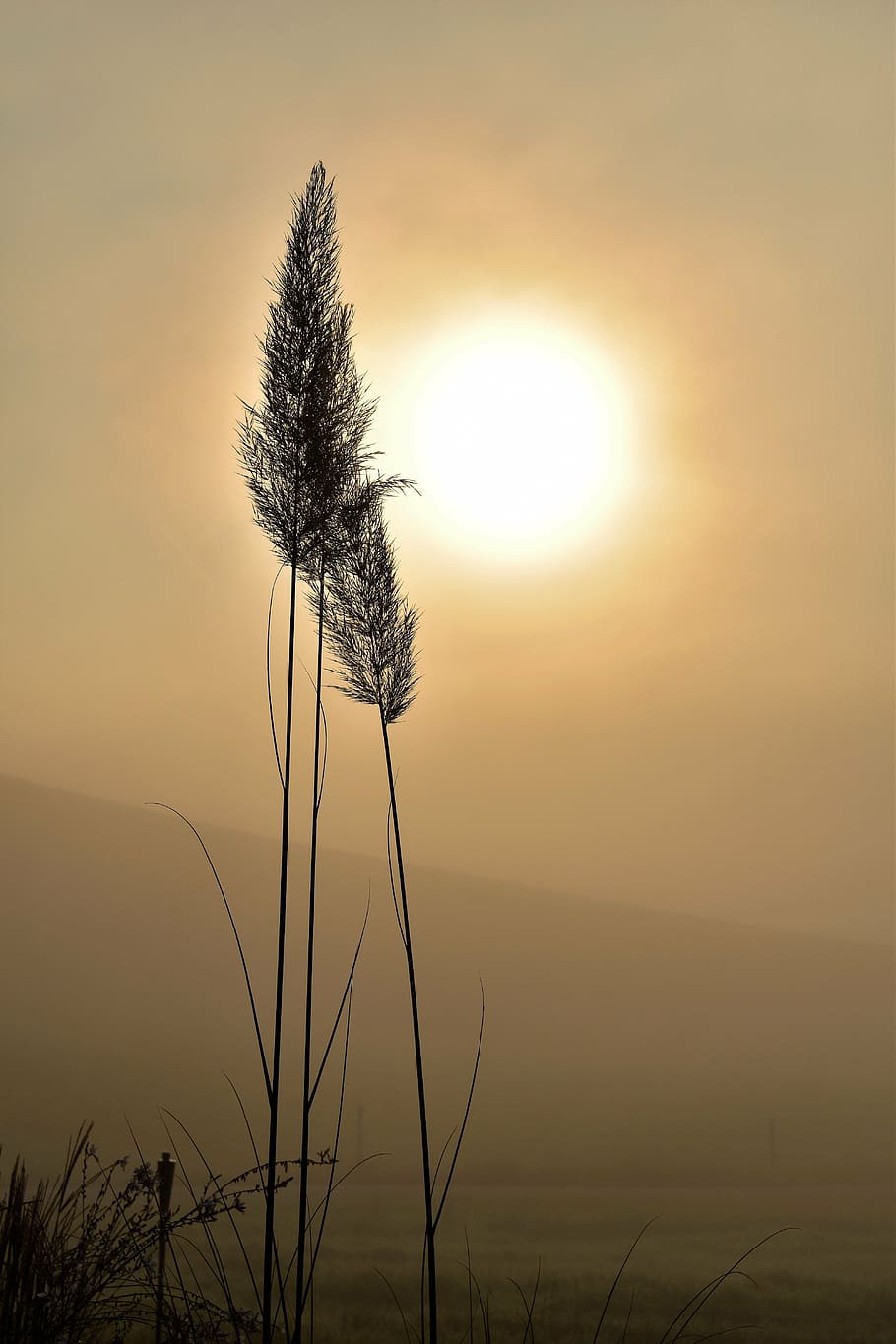 silhouette, grass, golden, hour, back light, fog, grasses, nature, sun, closeups