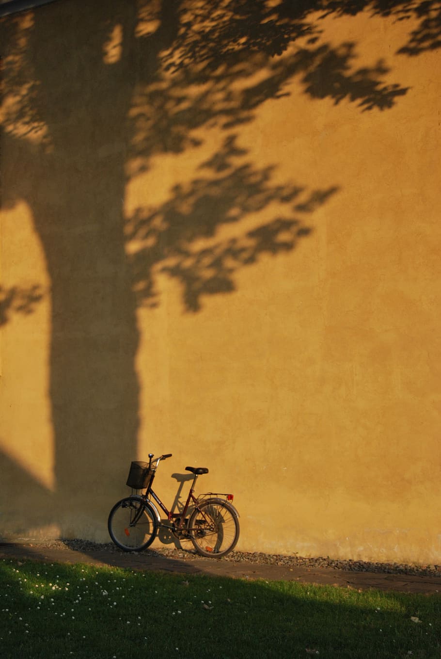 sepeda, rumput, dinding, pohon, bayangan, lelucon, angkutan, mode transportasi, sinar matahari, kendaraan darat