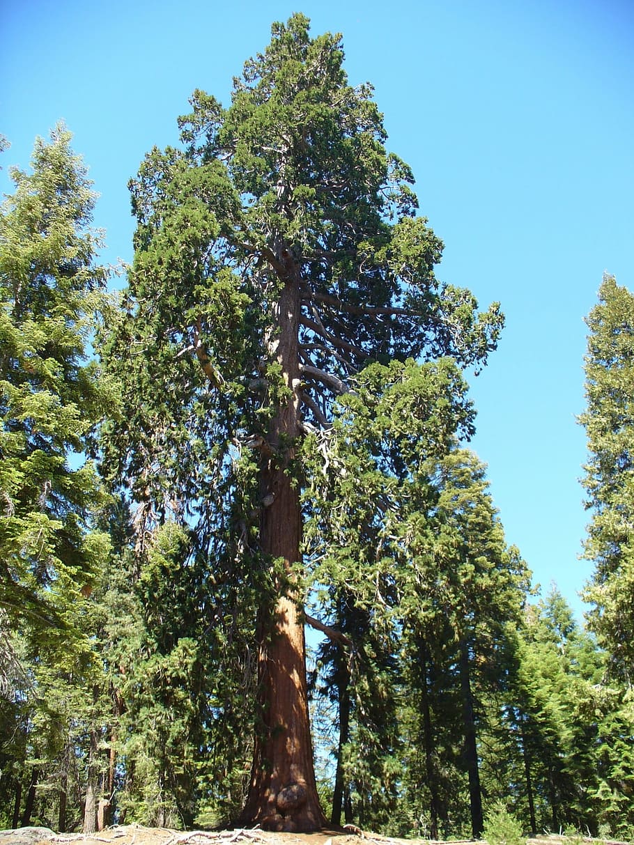 Redwood, Pohon, Redwood Raksasa, pertumbuhan, alam, warna hijau, hari, sudut pandang rendah, tanaman, langit