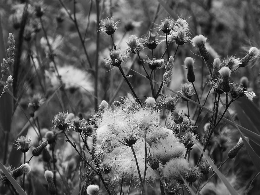 hitam, putih, Meadow, Black And White, foto hitam dan putih, bulu, cirsium, tanaman, alam, bunga