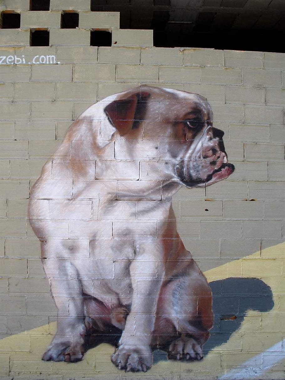 grafite, buldogue, mural, pintura, trabalho artístico, imagem, parede, spray, cachorro, mamífero