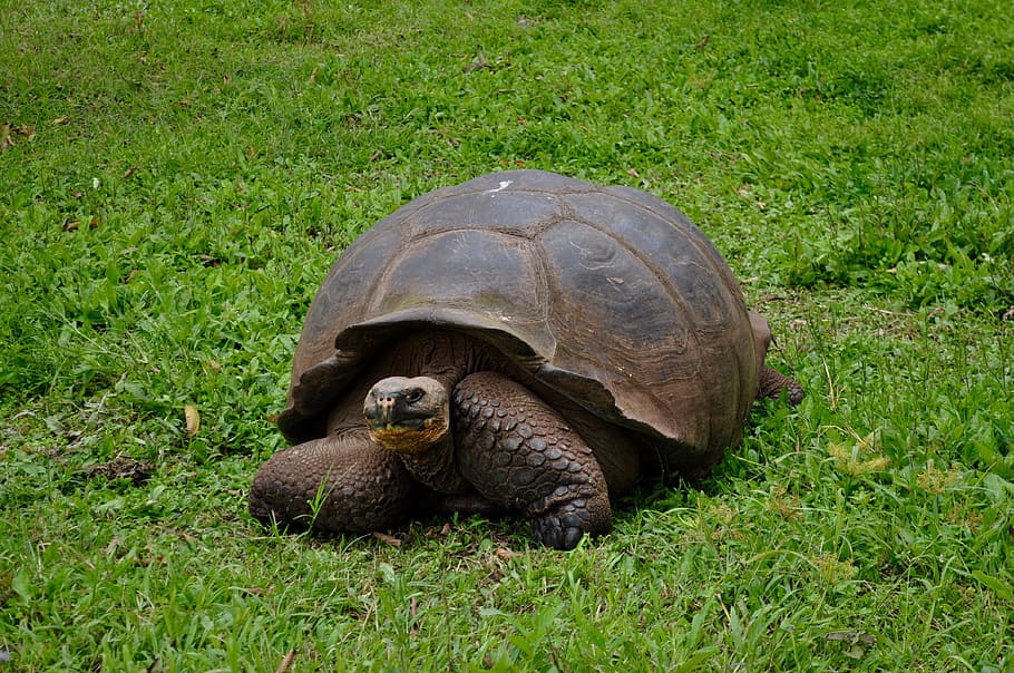 giant, tortoise, turtle, animal, wildlife, island, galapagos, endemic, ecuador, gigante