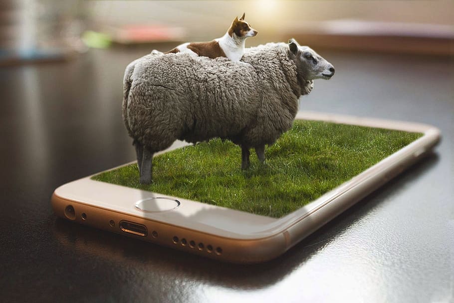 羊, 犬, iphone, 操作, 3 d, photoshop, 草, パパ, 素敵な, 自然
