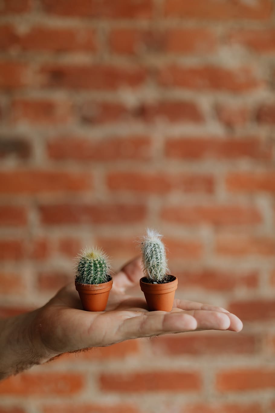 kaktus, miniatur, tanaman, pot, tanah liat, tangan manusia, dinding, satu orang, dinding bata, bata