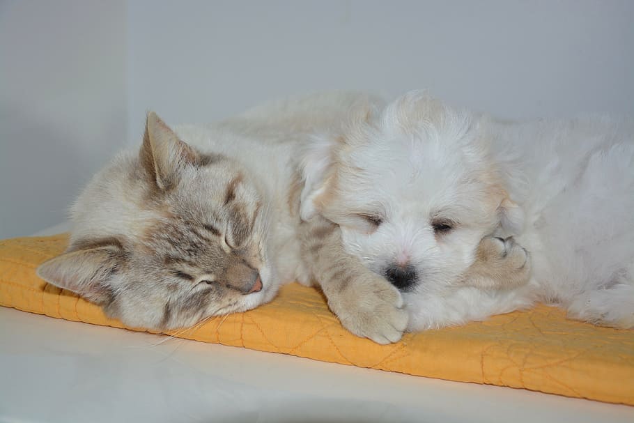 short-coated, beige, cat, long-coated, puppy, dog, nap, cold temperature, indoors, close-up