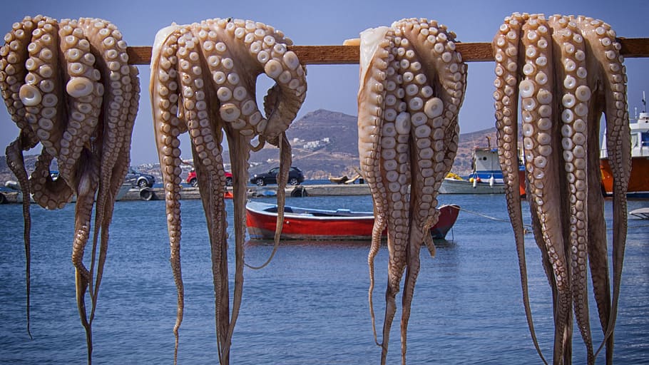 four brown octopus, octopus, fish, greece, fishing, water, transportation, nautical vessel, mode of transportation, sea