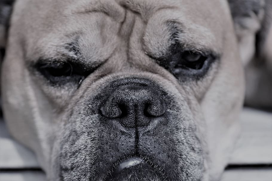 Continental Bulldog, Animal, Dog, Pet, wildlife photography, sleep, animal portrait, black and white, snout, head