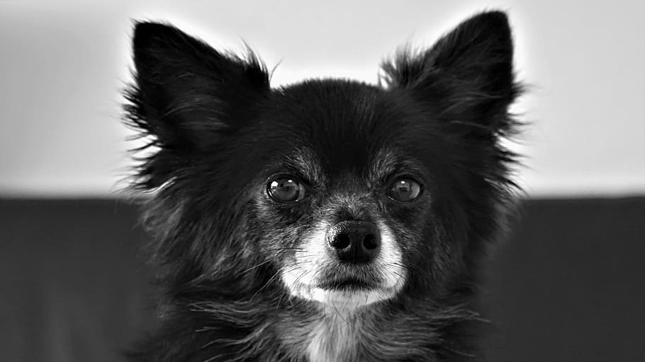 chihuahua, anjing, kecil, imut, putih hitam, membelai, bulu, ras, potret, cinta