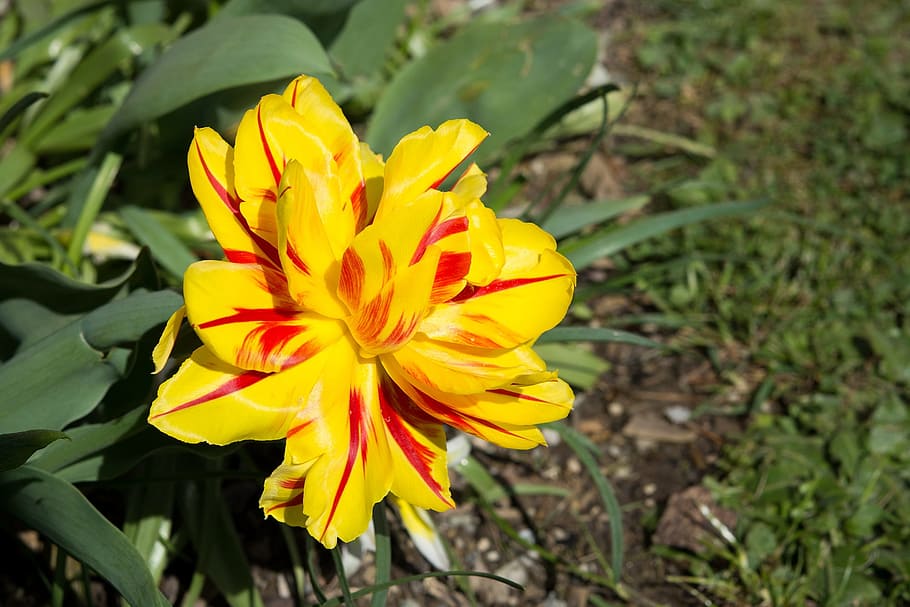 tulip, yellow red, yellow, yellow tumor, blossom, bloom, full bloom, gorgeous, garden, in the garden