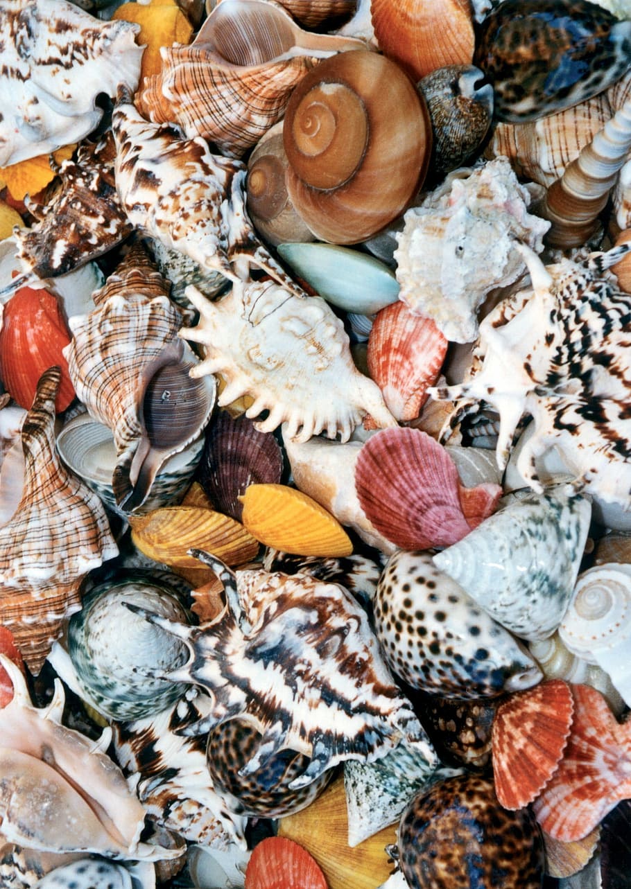 foto, conchas do mar de cores sortidas, concha, mexilhões, colorido, cor, karikik, caos, coletar, bagunça