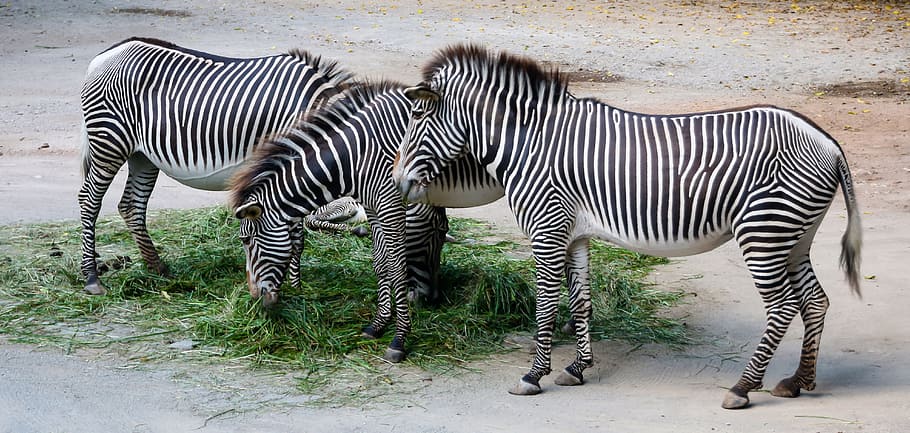 three, black-and-white, zebra, eating, green, grasses, nature, animals, stripes, striped