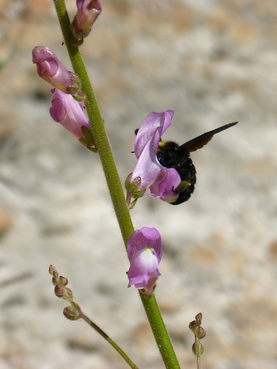 bumblebee, bumblebee wood, black bumblebee, xylocopa violacea, drone black, bumblebee carpenter, bunnies, flower, libar, flowering plant