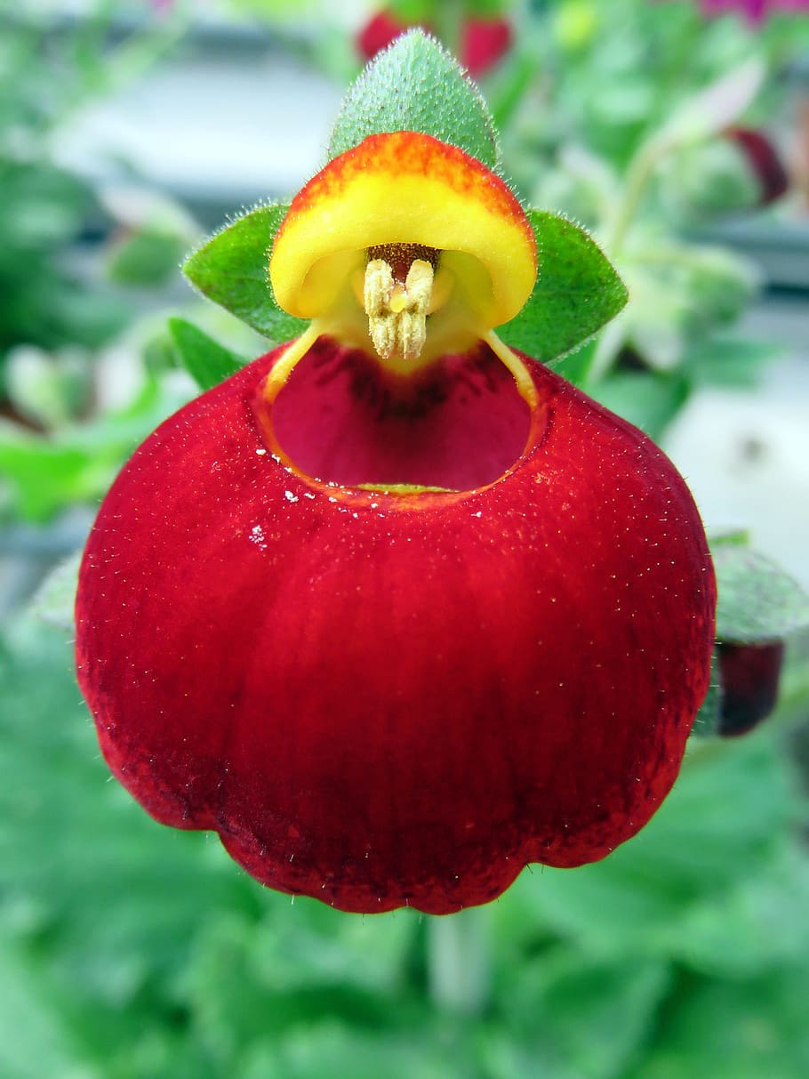 nature, flower, strange, calceolaria, red, yellow, close-up, freshness, plant, focus on foreground
