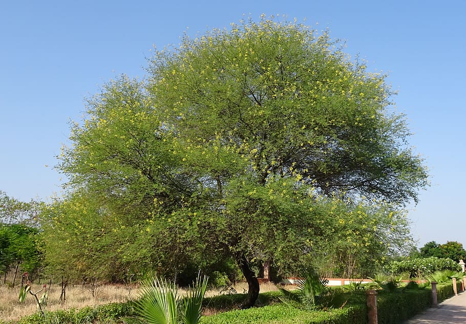 babul, tree, acacia nilotica, vachellia nilotica, gum arabic tree, babool, forage, fodder, medicinal, thorn mimosa