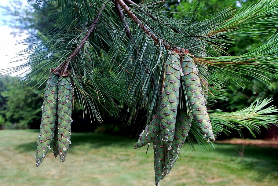 pine cone, pine cones, cluster, tree, evergreen, season, sap, christmas, fir Tree, branch