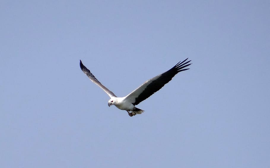 águila marina, águila, vientre blanco, rapaz, ave, vida silvestre, vuelo, en peligro de extinción, depredador, especies