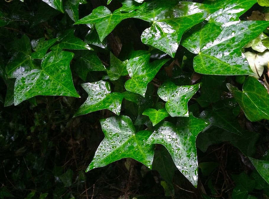 ivy, leaf, rain, drop, shizuku, drop of water, green, otsu, yokosuka, japan