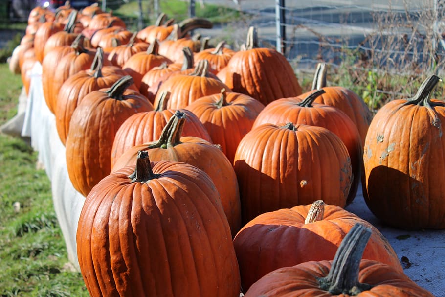pumpkin, autumn, orange, great pumpkin, halloween, large, group, lined up, vegetables, cucurbita maxima
