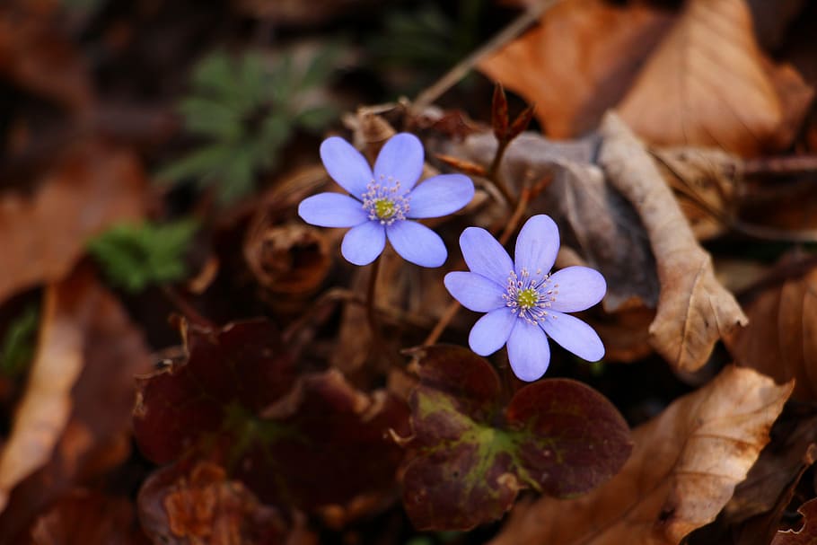 liverleaf, blue, spring, forest, flower, leaf, brown, liverwort, flowering plant, plant