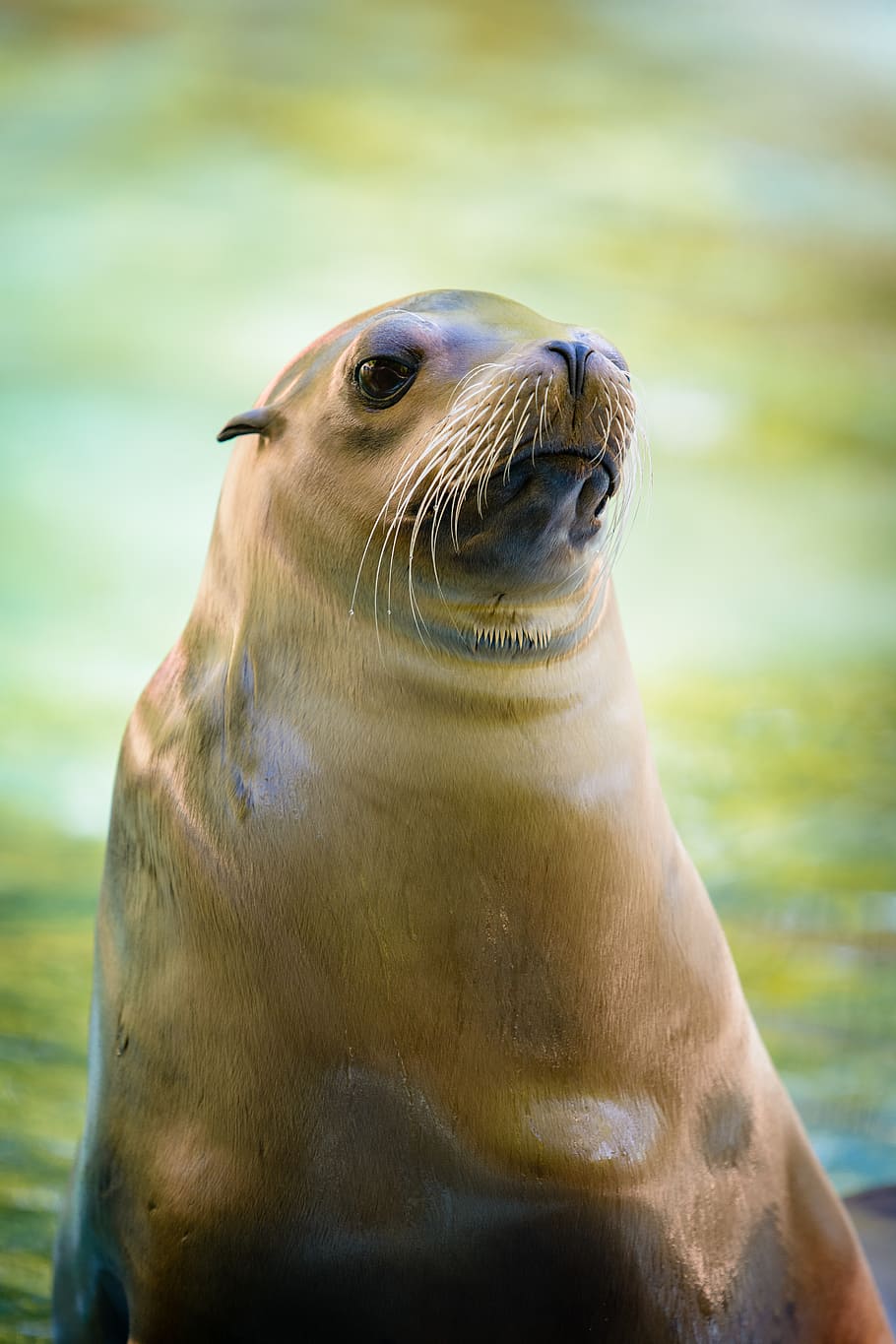 California sea lion, seal, animal wildlife, animal themes, animal, animals in the wild, one animal, mammal, underwater, seal - animal