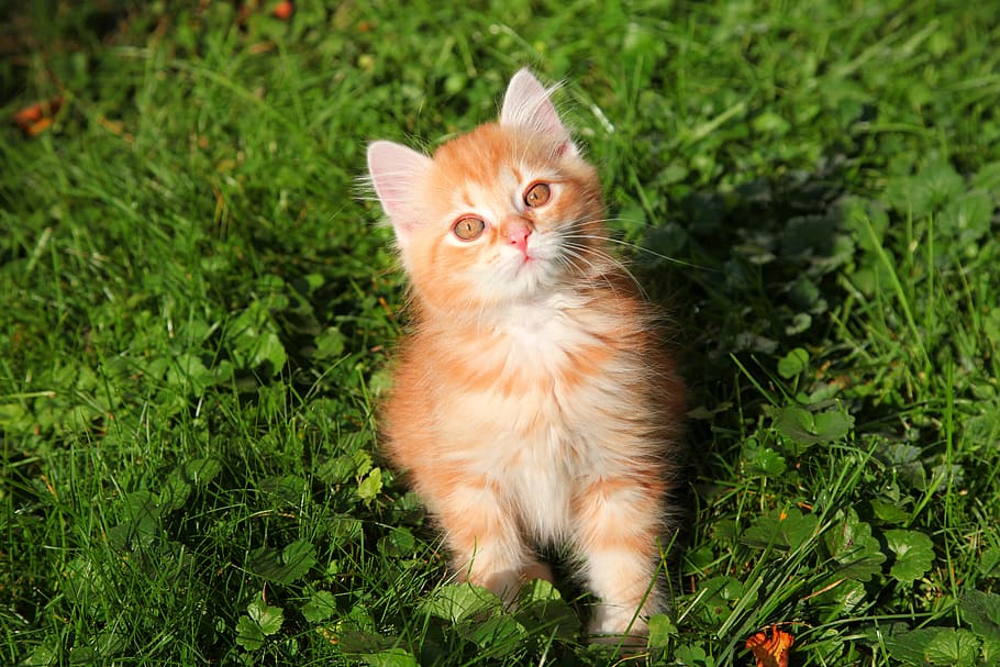 オレンジ, 子猫, 芝生, 猫, 若い猫, 赤猫, 猫の赤ちゃん, 飼い猫, ペット, 動物テーマ