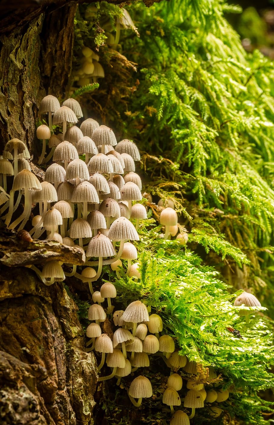 beige, mushroom, growing, side, brown, tree trunk, daytijme, mushrooms, mushroom colony, tender