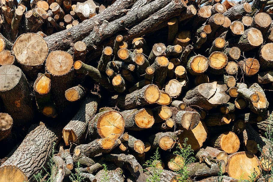 kayu bakar, drome, pohon, hutan, tumpukan, pangkuan, sikat, kayu mati, suholom, tongkat