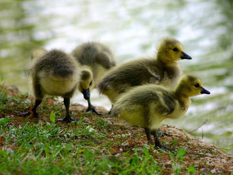Canada Goose, Chicks, Animal, Bird, Fowl, geese, lake, nature, pond, creature