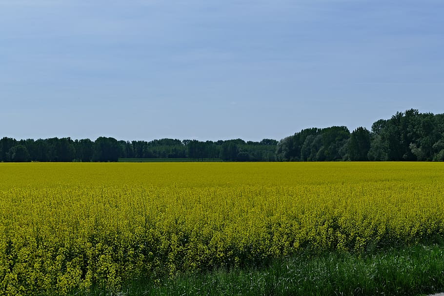 country, nature, field, colza, rape, agriculture, commodity, yellow, trees, sky