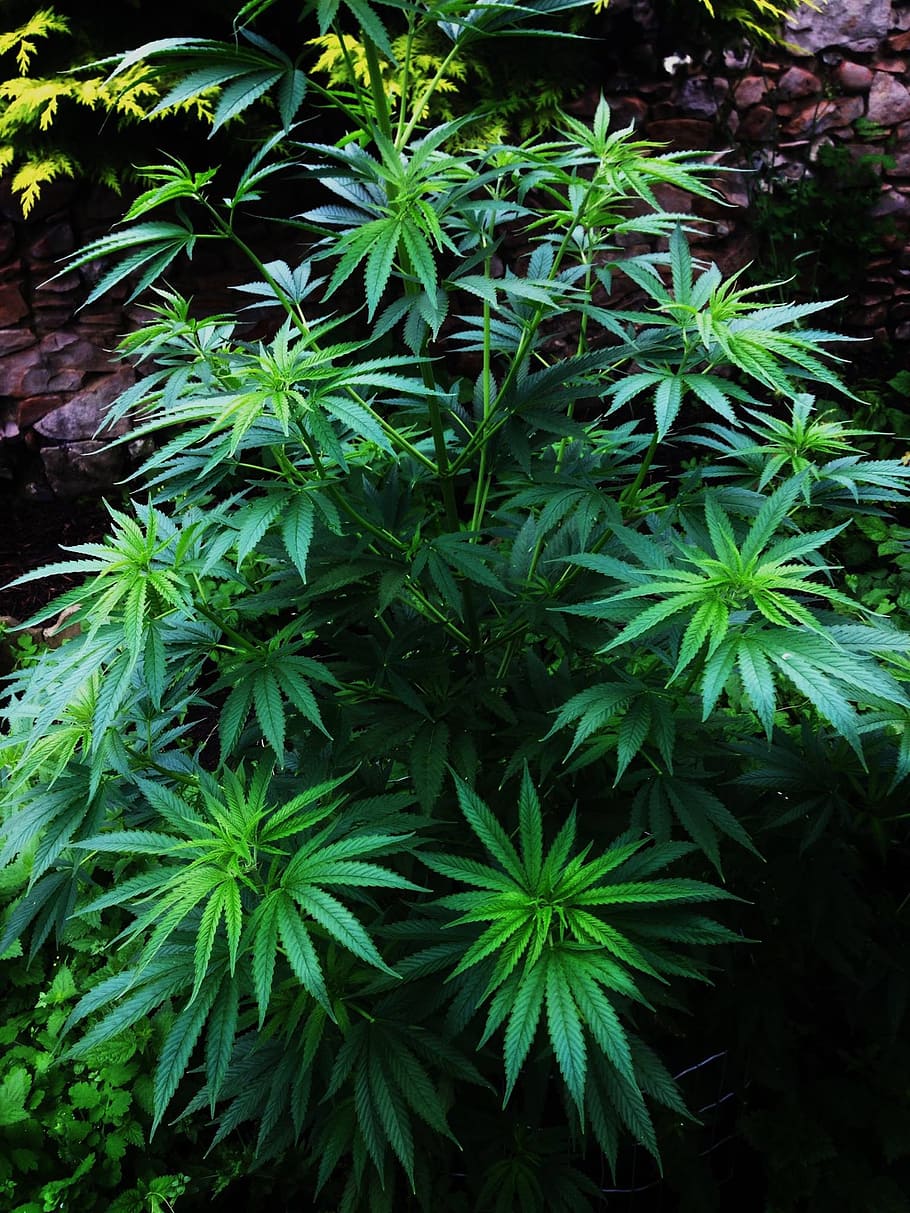 cannabis plant, cannabis, nature, flower, growth, plant, green ...