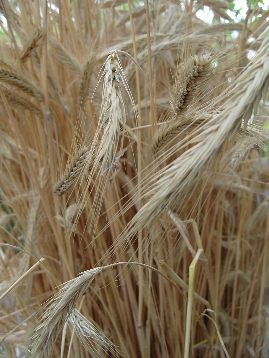 wheat, field, kolos, cereals, plant, crop, cereal plant, growth, close-up, agriculture