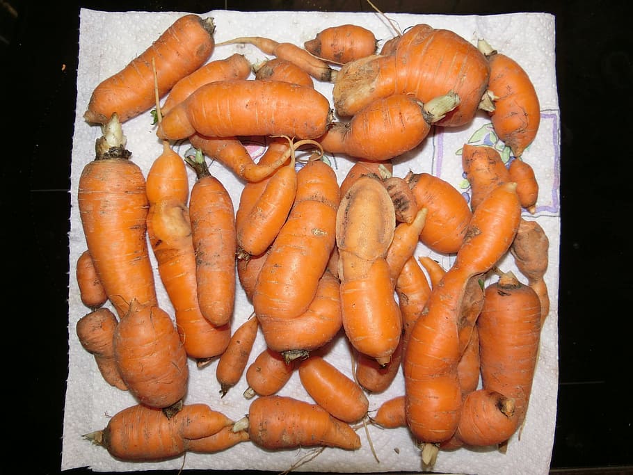 Carrots, Vegetables, Salad, Soup, Greens, soup greens, vitamins, healthy, eat, orange