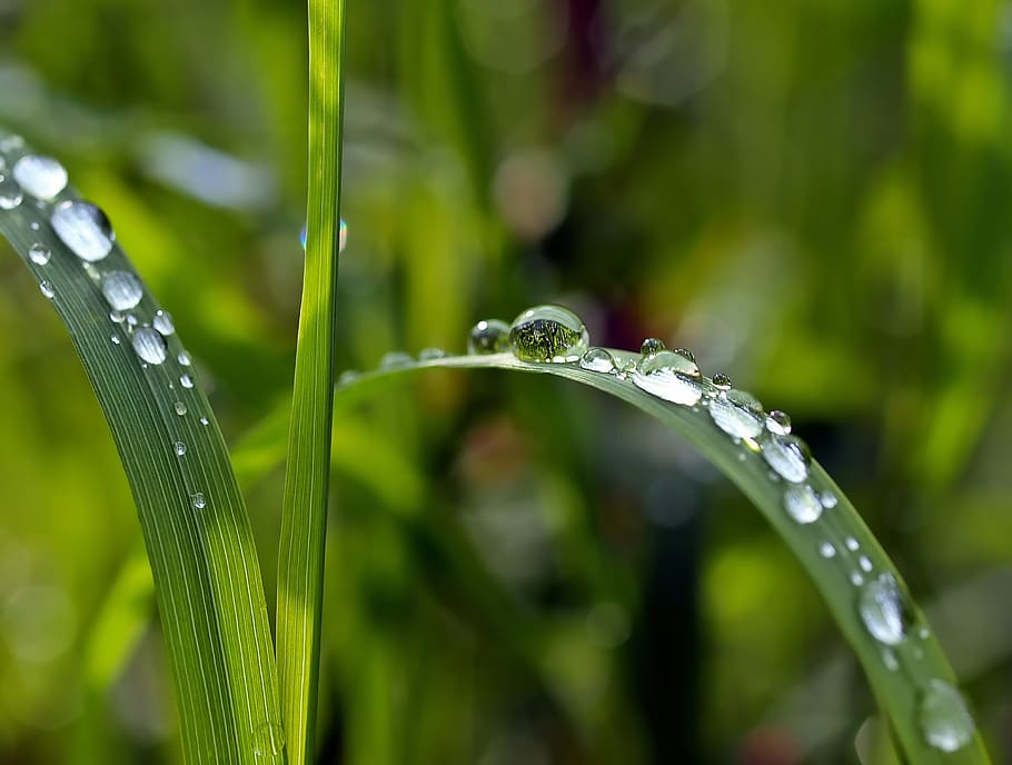close-up photography, dew, drops, grass, plant, nature, live, drop, wet, water
