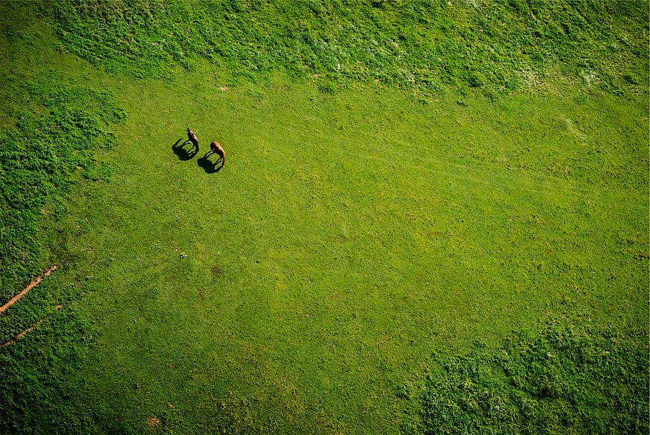 aerial, view, grass field, two, brown, animals, daytime, green, grass, horses