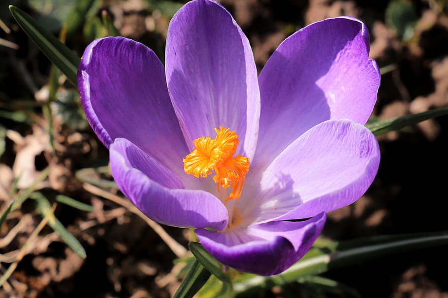 nature, flower, plant, garden, crocus, close up, macro, violet, spring flower, frühlingsanfang