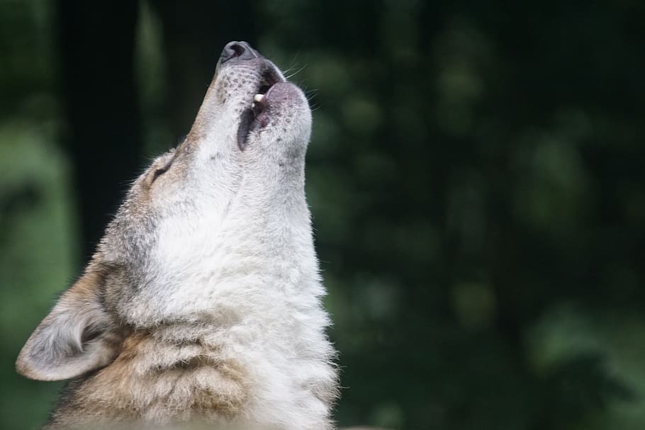 shallow, focus photography, white, brown, wolf, shallow focus, photography, howl, wolf howling, european wolf