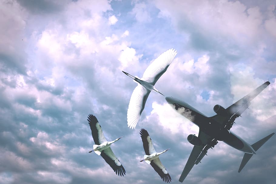 airplane, flight, sky, aircraft, wing, outdoors, cloud, transportation system, nature, bird